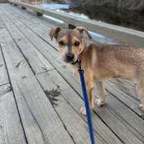 Thumbnail photo of Molly #2