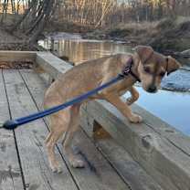 Thumbnail photo of Molly #4