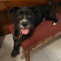 Thumbnail photo of Loki #1