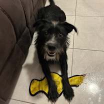 Thumbnail photo of Loki #2