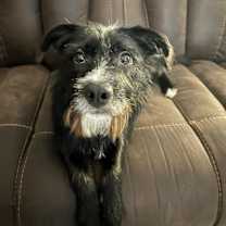 Thumbnail photo of Loki #4