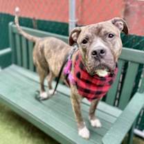 Thumbnail photo of Buddy #3