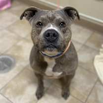 Thumbnail photo of Rocket (mcas) #3