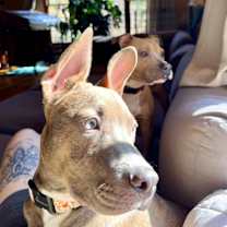 Thumbnail photo of Key (in foster) #4