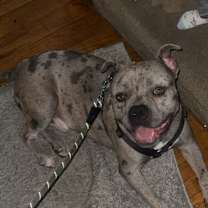 Thumbnail photo of Honcho #4