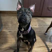 Thumbnail photo of Berri #1