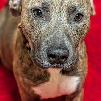 Thumbnail photo of Nola #2