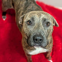 Thumbnail photo of Nola #3