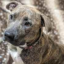 Thumbnail photo of Nola #4