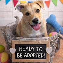 Thumbnail photo of Rex #1