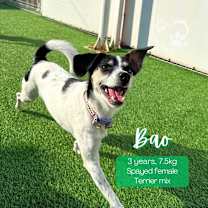 Thumbnail photo of Bao-Adopted! #1