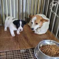 Thumbnail photo of Bao-Adopted! #2