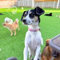 Thumbnail photo of Bao-Adopted! #4