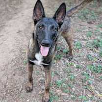 Thumbnail photo of Senor Zorro #4