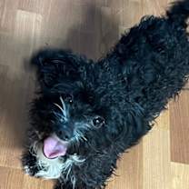 Thumbnail photo of Gerold #1