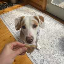 Thumbnail photo of Louie #3