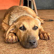 Thumbnail photo of Raquel - Money Heist Litter #1