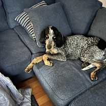 Thumbnail photo of Elvis #1