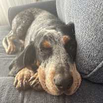 Thumbnail photo of Elvis #2