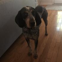 Thumbnail photo of Elvis #3