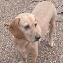 Thumbnail photo of Sadie #1