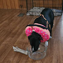 Thumbnail photo of Skunk #4