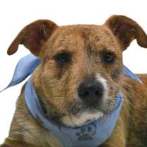 Thumbnail photo of Pretzel #3