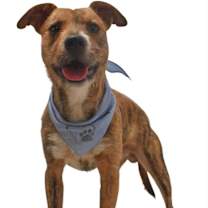 Thumbnail photo of Pretzel #4