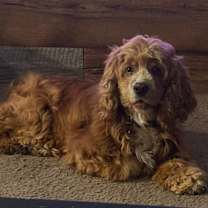 Thumbnail photo of Lilly #1