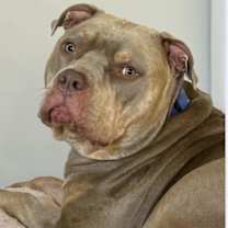 Thumbnail photo of Rocky #4