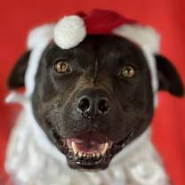 Thumbnail photo of Augustus #1