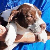 Thumbnail photo of Petunia #2