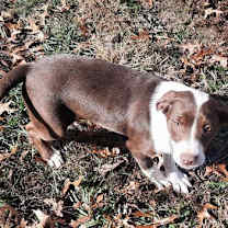 Thumbnail photo of Petunia #4