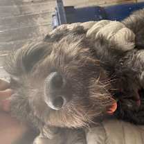 Thumbnail photo of Kirby #2