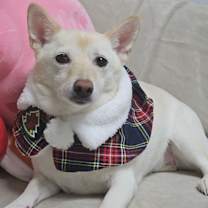 Thumbnail photo of KkotBun #3