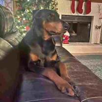 Thumbnail photo of Remi #1