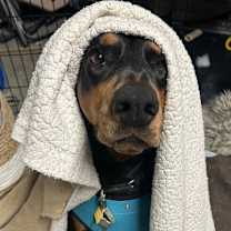 Thumbnail photo of Remi #2