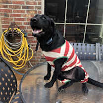 Thumbnail photo of Ozzie (Oz) #3