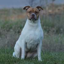 Thumbnail photo of Penny #1