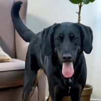 Thumbnail photo of CoCo #4