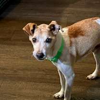 Thumbnail photo of Buddy SCP #3