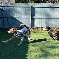 Thumbnail photo of Pumpkin #4