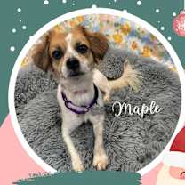 Thumbnail photo of Maple #1