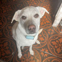 Thumbnail photo of Icy 2.5 y/o.  (850)960-8704 #1