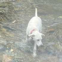 Thumbnail photo of Icy 2.5 y/o.  (850)960-8704 #3