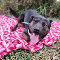 Thumbnail photo of GINA #1