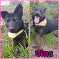 Thumbnail photo of GINA #4