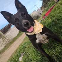 Thumbnail photo of JOY #2