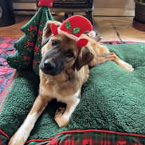 Thumbnail photo of Brownie #4