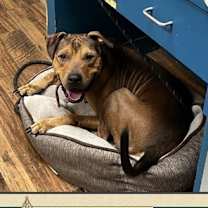 Thumbnail photo of Goofy #1